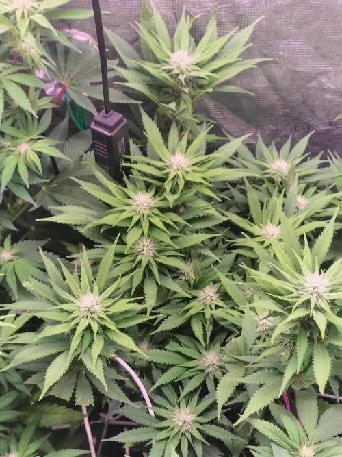 full contrl mix. Week 4