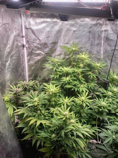 full contrl mix. Week 4