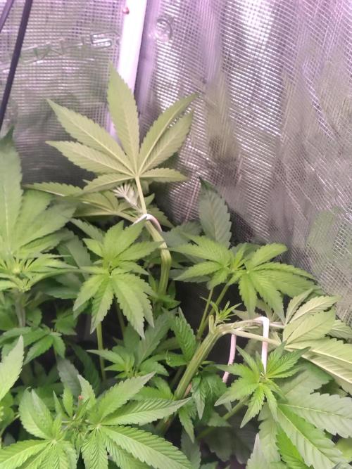 full contrl mix. Week 4