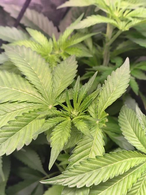 full contrl mix. Week 4