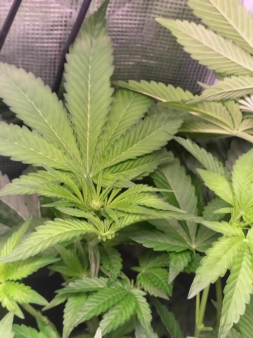 full contrl mix. Week 4