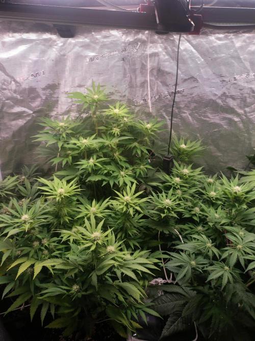 full contrl mix. Week 4