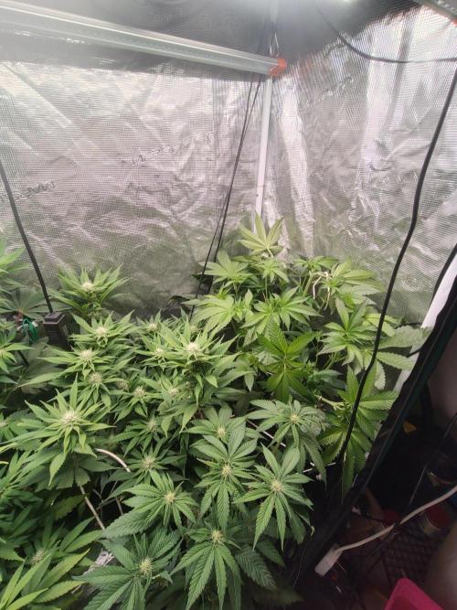 full contrl mix. Week 4