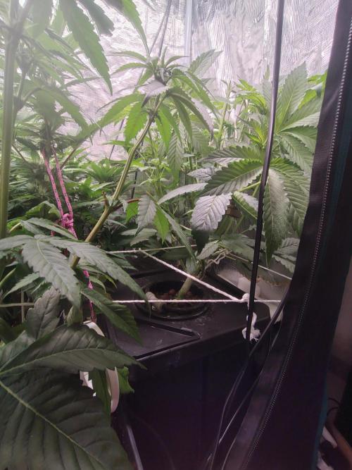 full contrl mix. Week 4