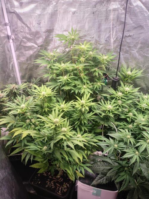 full contrl mix. Week 4