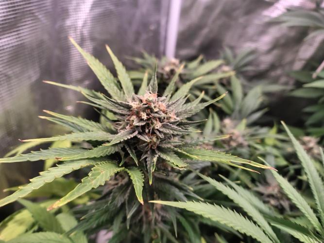 full contrl mix. Week 4