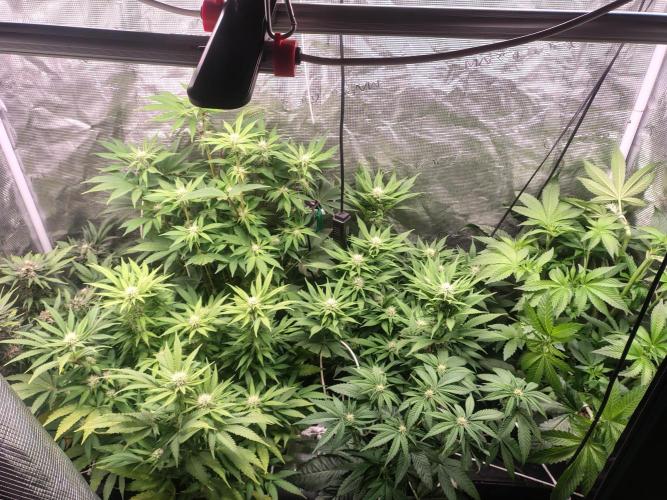 full contrl mix. Week 4