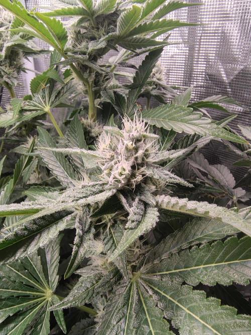 full contrl mix. Week 7 - white runt