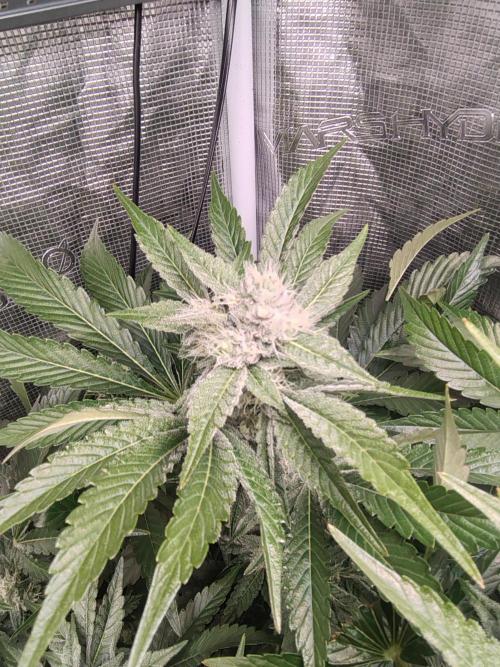 full contrl mix. Week 7 - w r