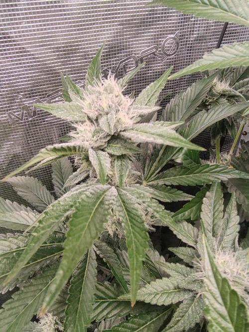 full contrl mix. Week 7 - w r 