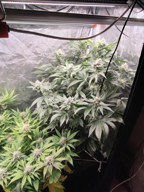 full contrl mix. Week 7 - dwc white r