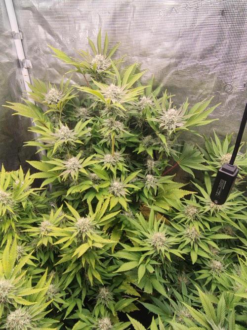 full contrl mix. Week 7 -  rss og banana