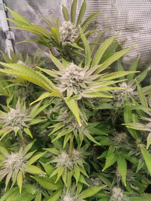 full contrl mix. Week 7