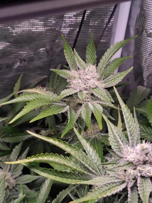 full contrl mix. Week 8