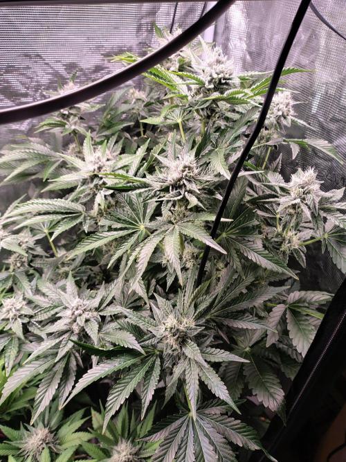 full contrl mix. Week 8