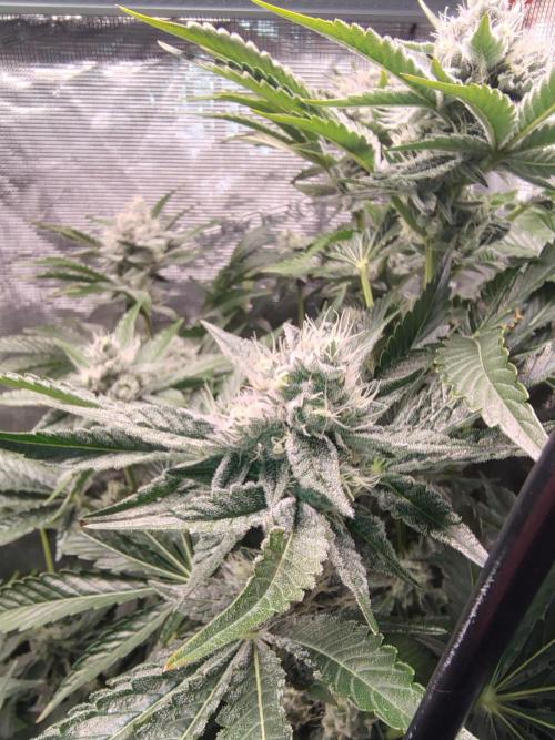 full contrl mix. Week 8