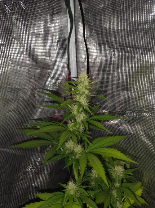 Rhizosph e le Illusion. Week 4
