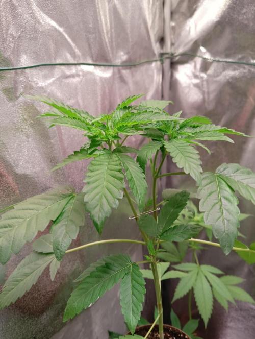 LAVA FREEZE SSSC. Week 5