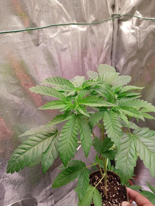 LAVA FREEZE SSSC. Week 5