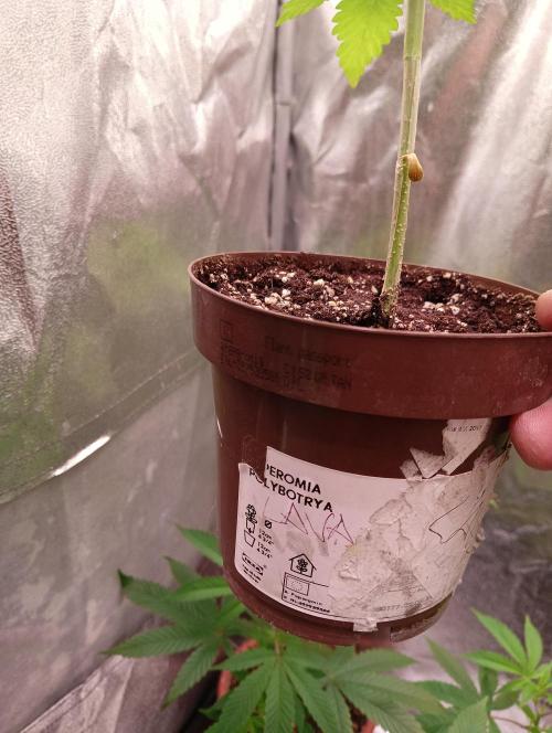 LAVA FREEZE SSSC. Week 5