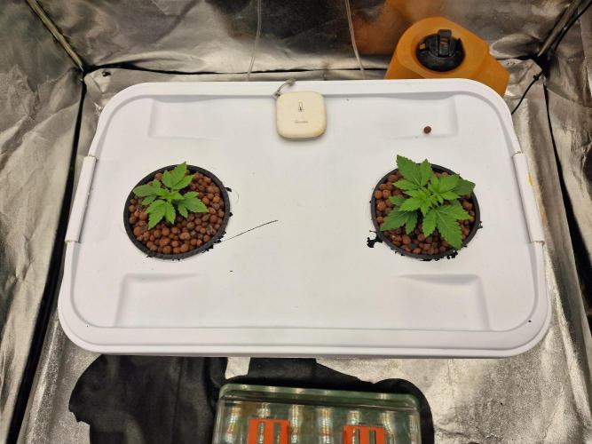 My Future. Week 1 - Left