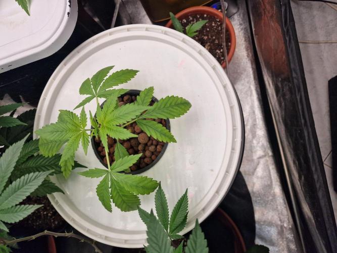 Another Love. Week 3