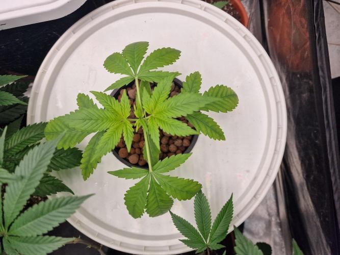 Another Love. Week 3