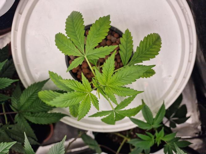 Another Love. Week 3