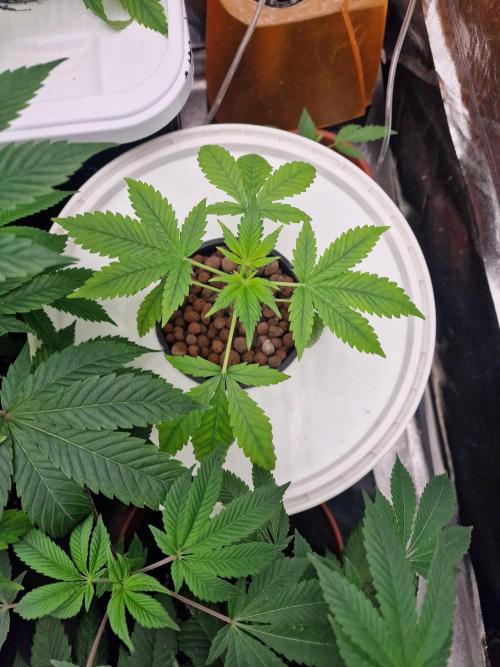 Another Love. Week 3