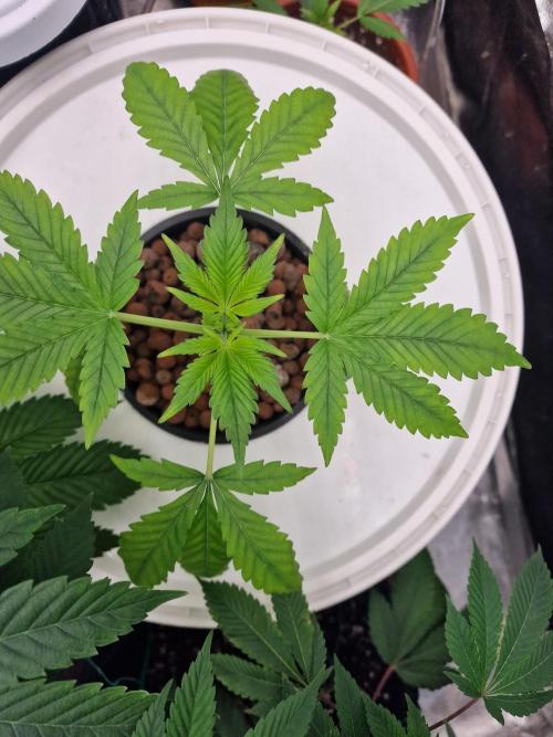 Another Love. Week 3