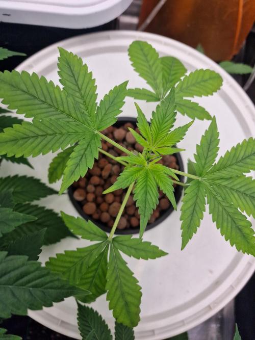 Another Love. Week 3