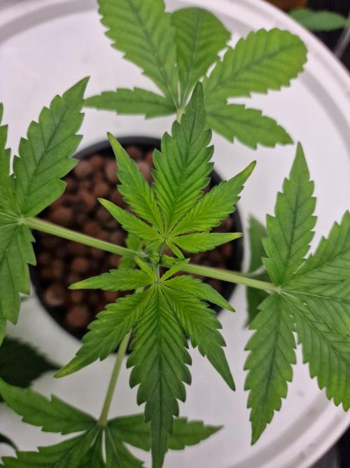 Another Love. Week 3