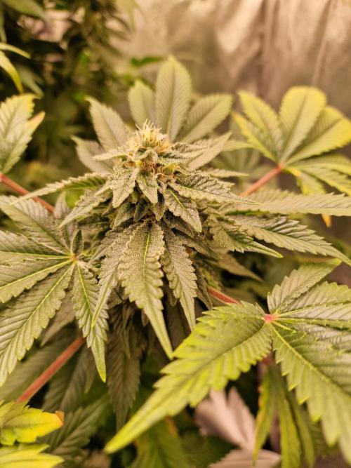 🍌PLÁTANITO🍌. Week 13