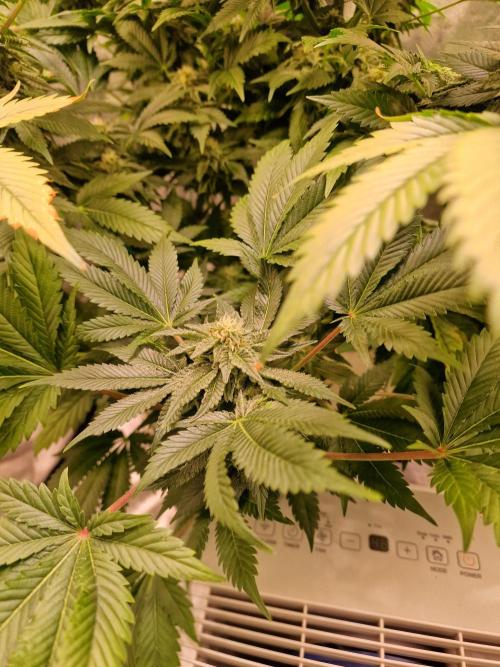 🍌PLÁTANITO🍌. Week 13