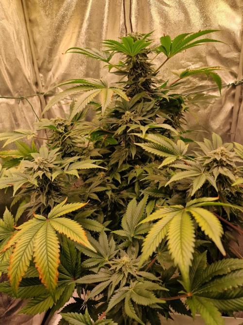 🍌PLÁTANITO🍌. Week 13