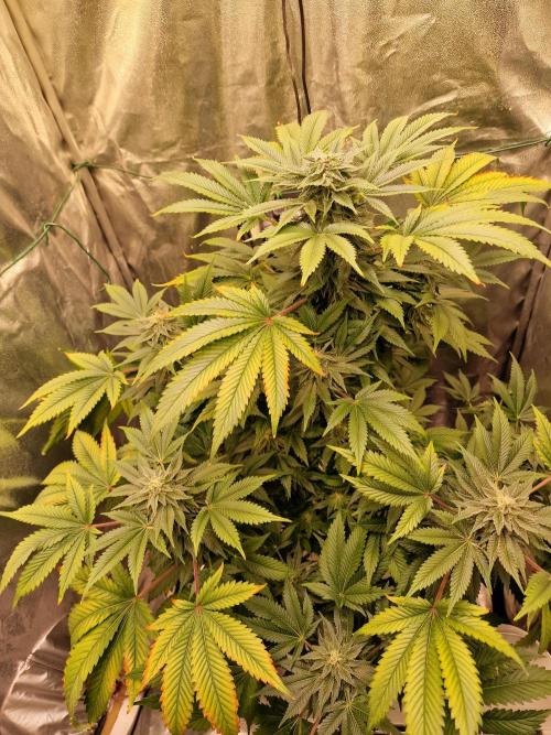 🍌PLÁTANITO🍌. Week 13