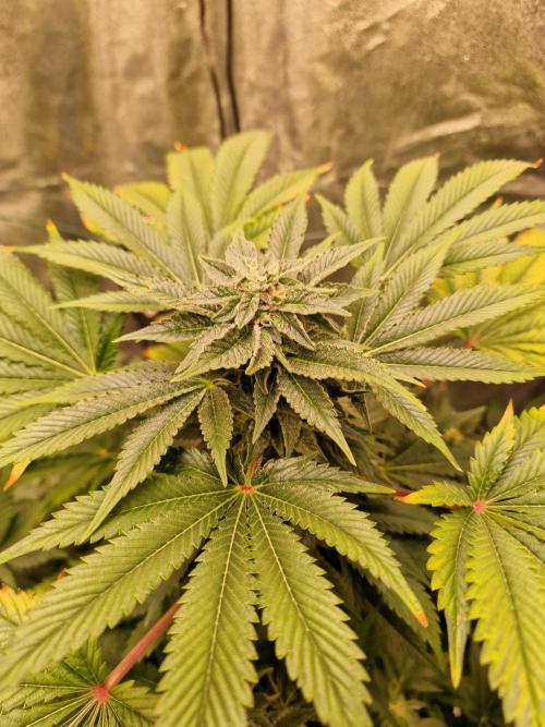 🍌PLÁTANITO🍌. Week 13