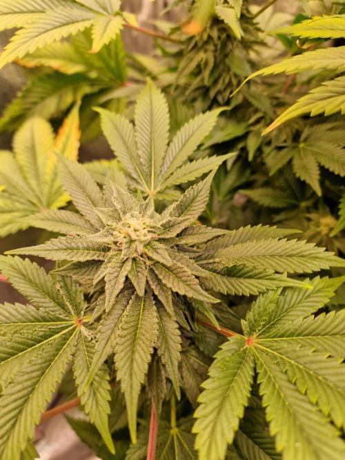 🍌PLÁTANITO🍌. Week 13