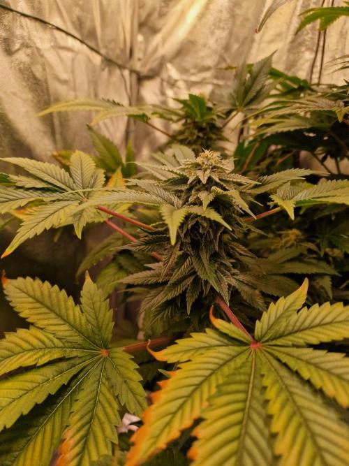 🍌PLÁTANITO🍌. Week 13