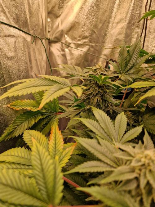 🍌PLÁTANITO🍌. Week 13