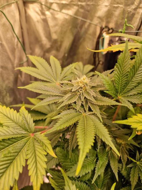 🍌PLÁTANITO🍌. Week 13