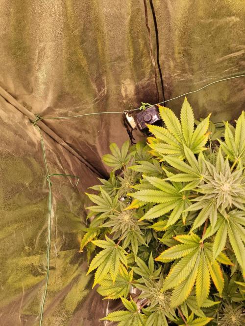 🍌PLÁTANITO🍌. Week 13