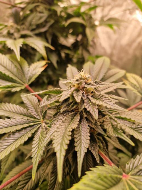 🍌PLÁTANITO🍌. Week 13