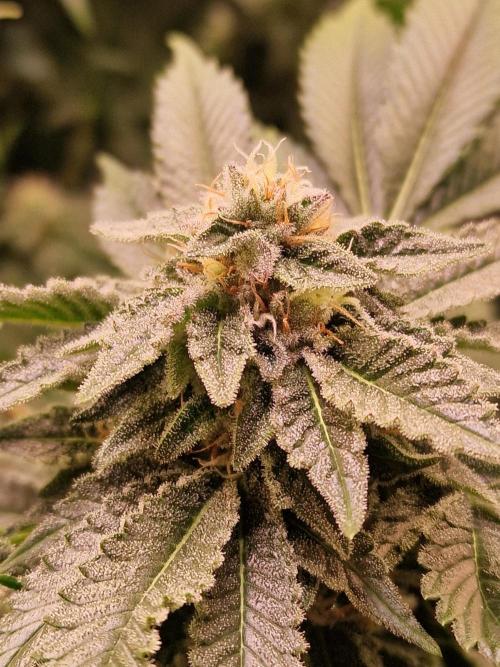 🍌PLÁTANITO🍌. Week 13