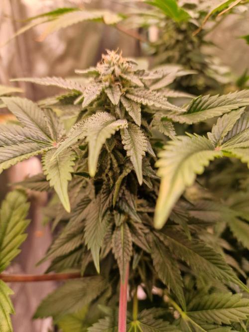 🍌PLÁTANITO🍌. Week 13