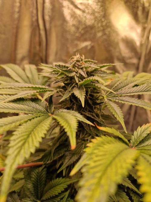 🍌PLÁTANITO🍌. Week 13