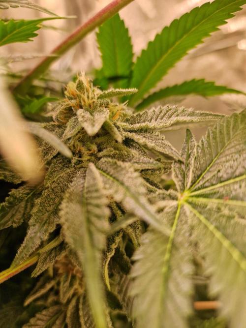 🍌PLÁTANITO🍌. Week 13