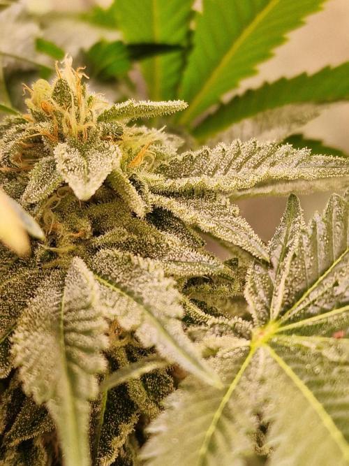 🍌PLÁTANITO🍌. Week 13