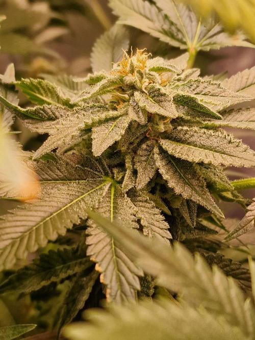 🍌PLÁTANITO🍌. Week 13