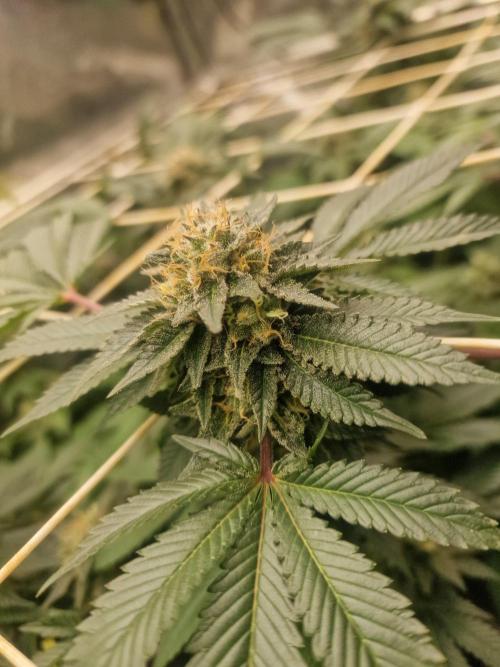 🔗AWARENESS🔗. Week 15